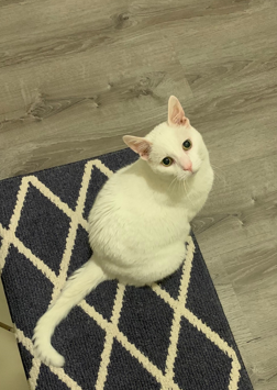 A white cat sits on a pink rug