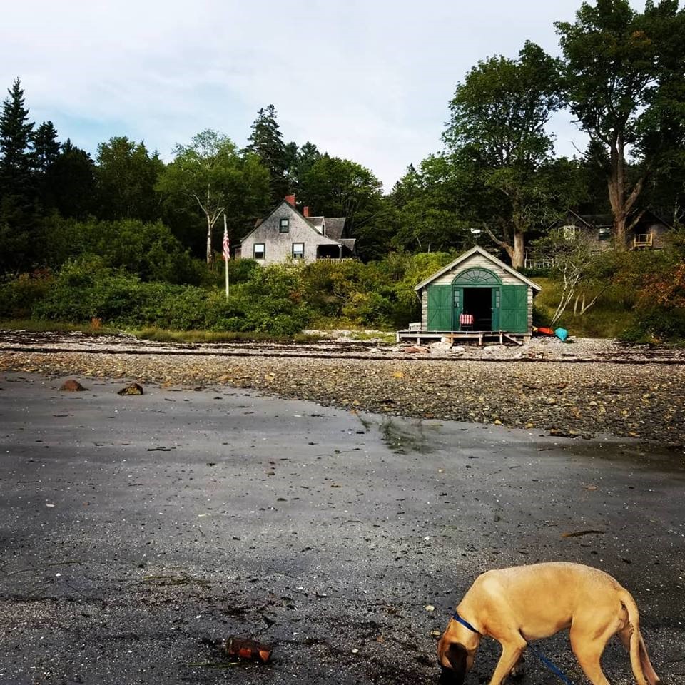 Mastiff on rocky beach in Maine