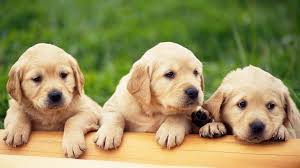 3 puppies