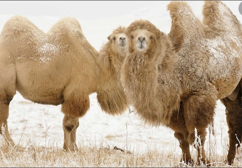 Two camels