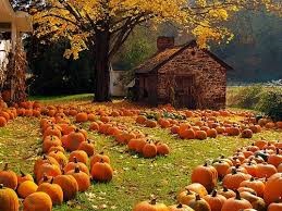 autumn pumpkins