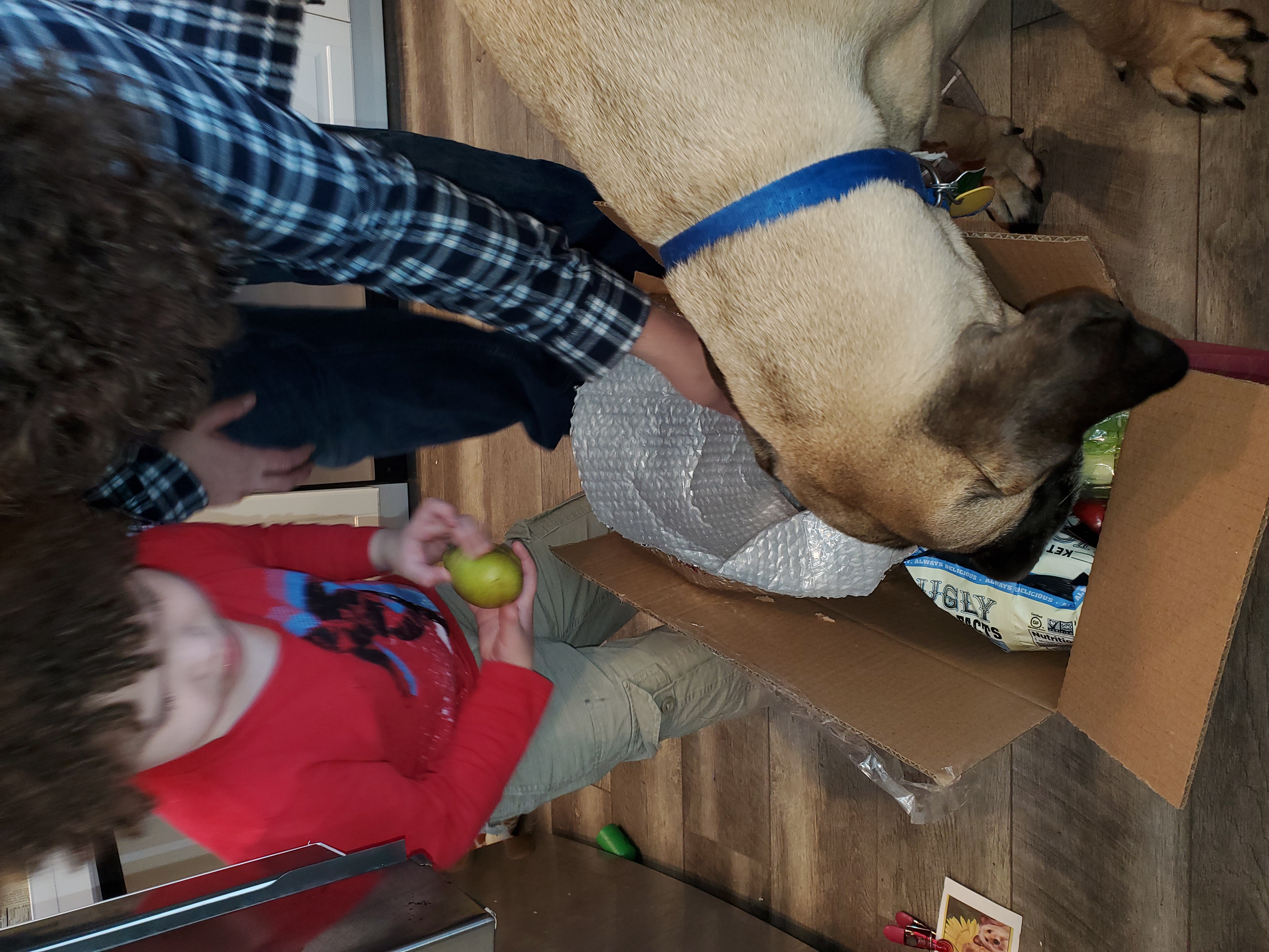 Dog child and man with grocery box