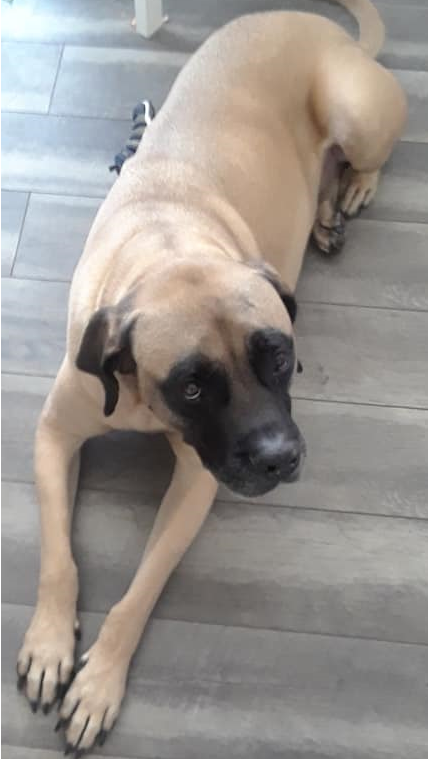 mastiff lying on floor