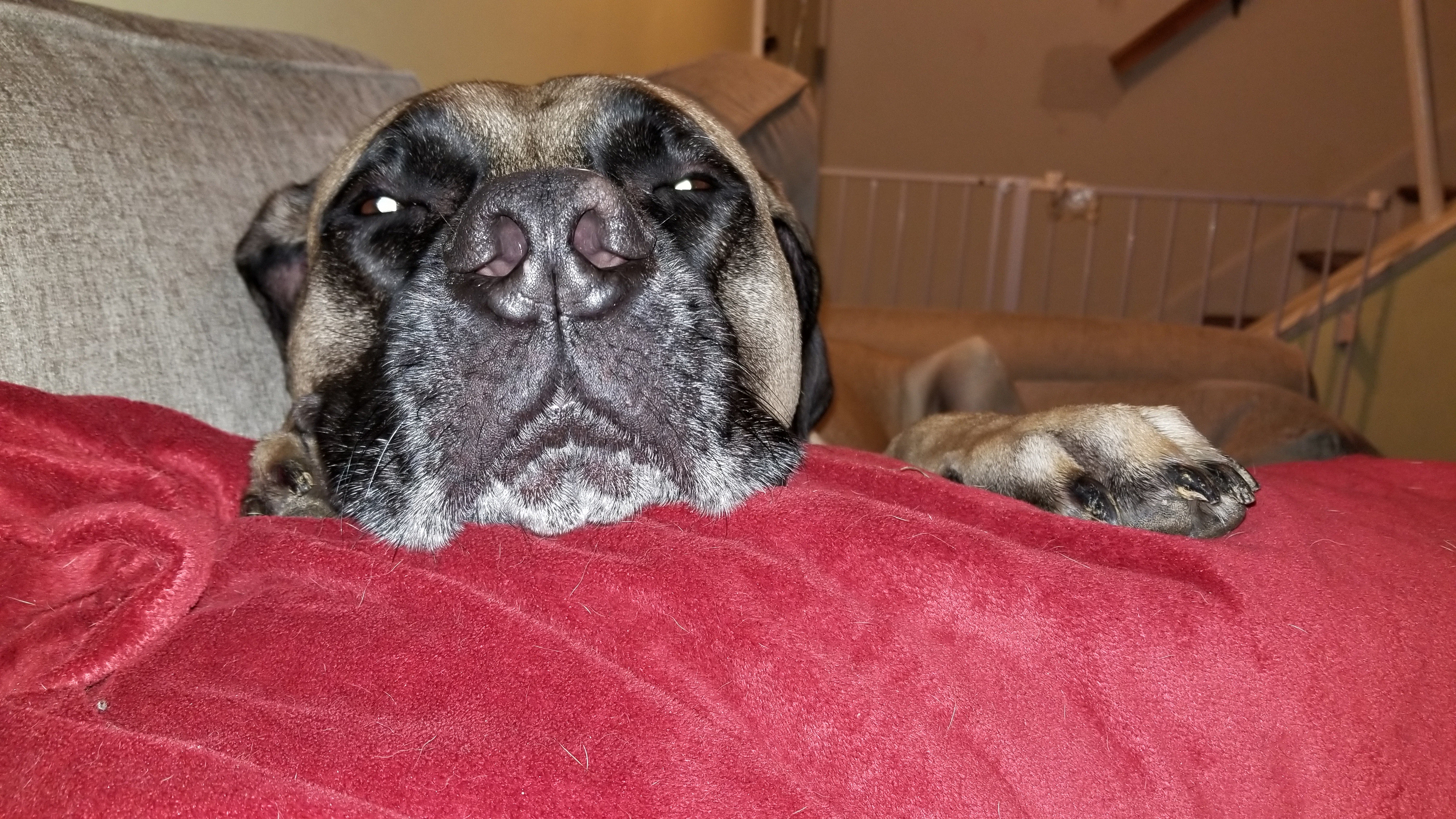 Dog relaxing on couch