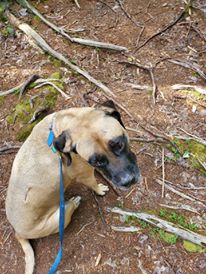 Mastiff in the woods