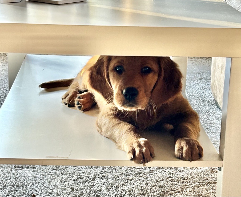 A golden retriever puppy laying underneath a coffee table
