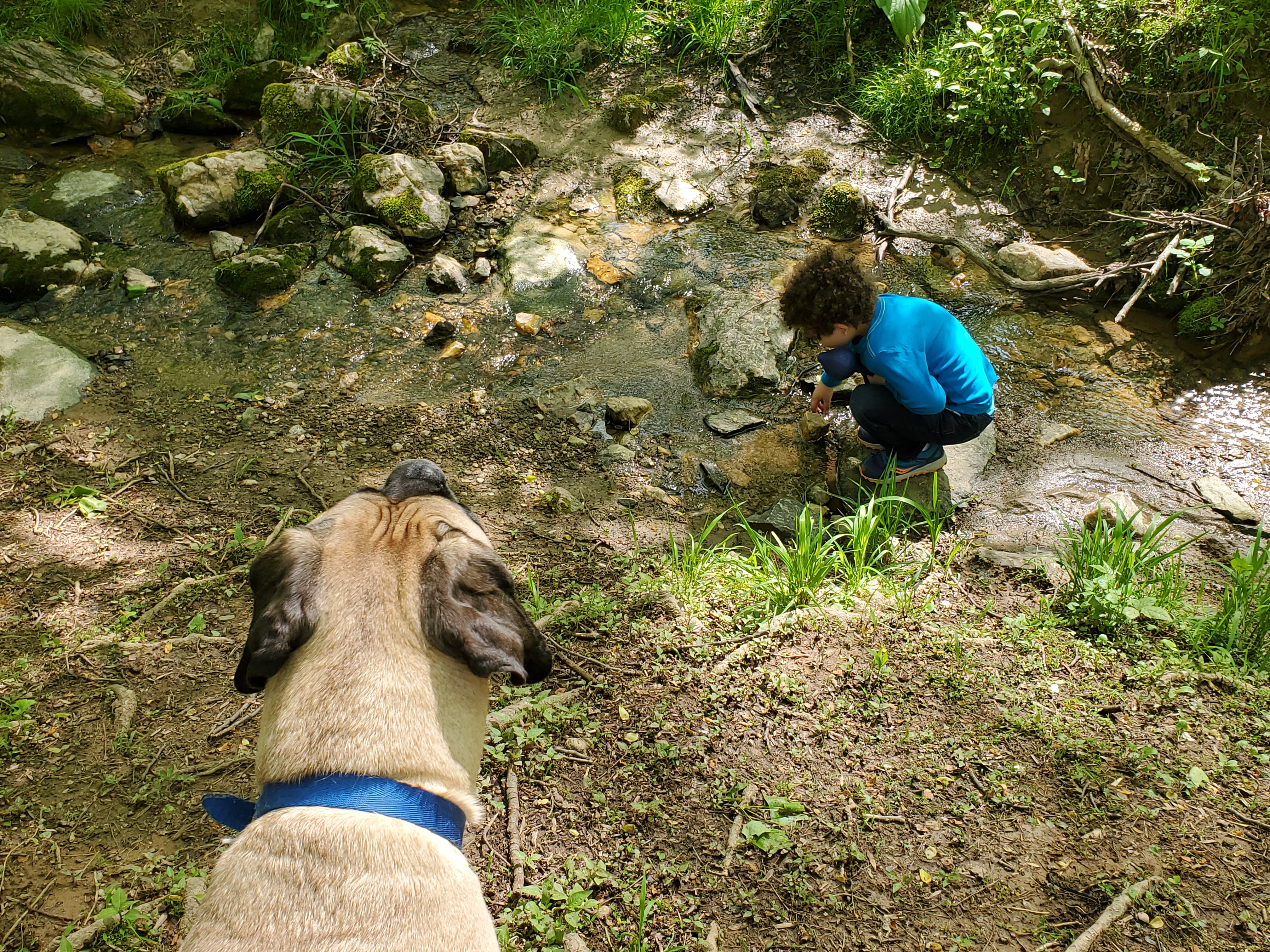 Dog and child in the woods