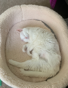 A white cat sleeps in a pink cat bed