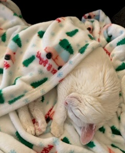 Cat Christmas