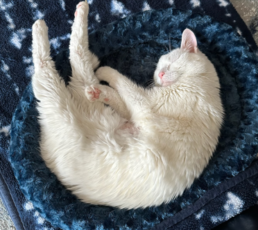 Cat Relaxing in Cat Bed