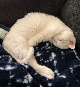 Cat Sleeping on a couch