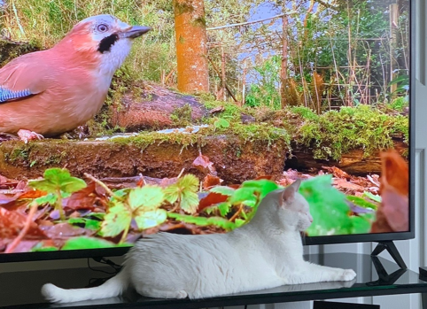 Cat Watching Tv