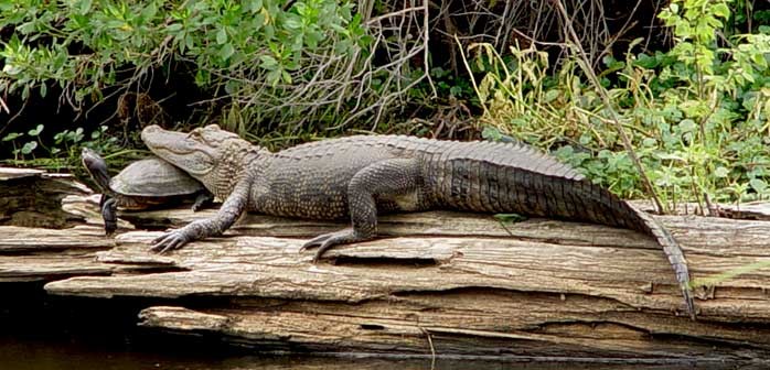 Swamp Tour