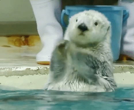 Otter clapping