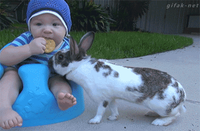 Rabbit taking cookie from baby