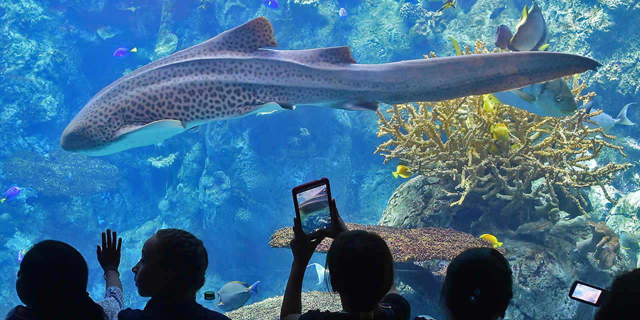 aquarium