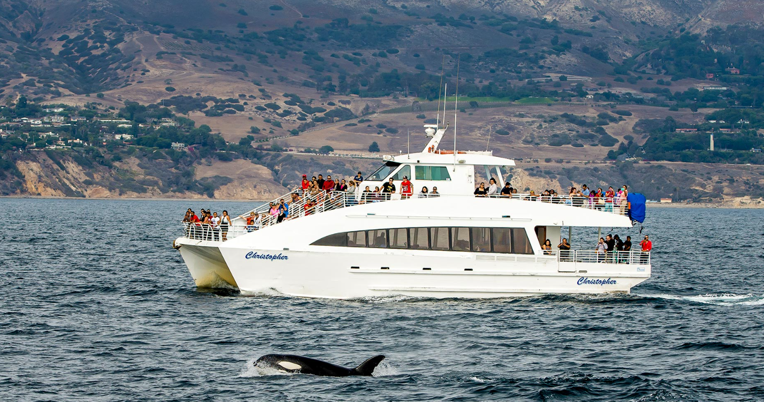 whalewatching
