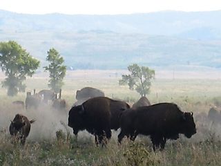 Frisky Bison