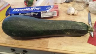 Giant Zucchini