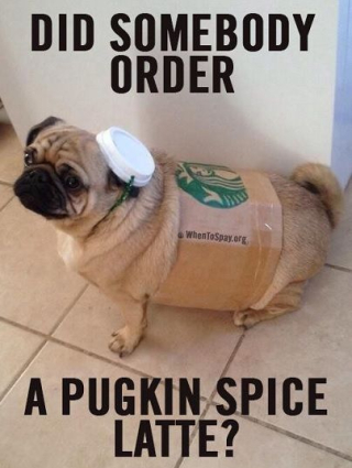 Pugkin spice latte