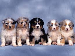 5 puppies