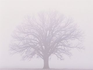 Burr-oak-misty-fog