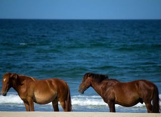 Ocean horses (4)