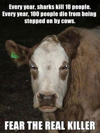 Fear-the-real-killer-cows