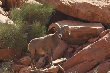 Bighorn Sheep